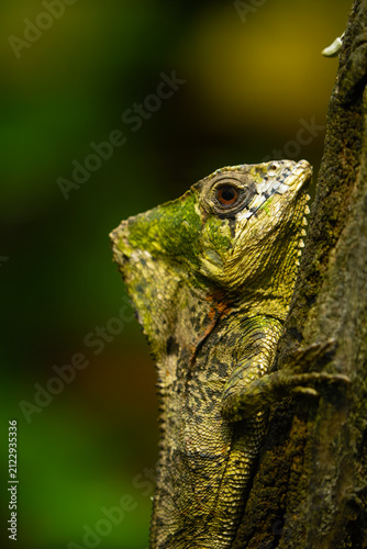 Smooth helmeted iguana (Corytophanes cristatus), also known as the helmeted iguana, the helmeted basilisk or elegant helmeted lizard, portrait in a typical position in a dark rainforest on a horizonta