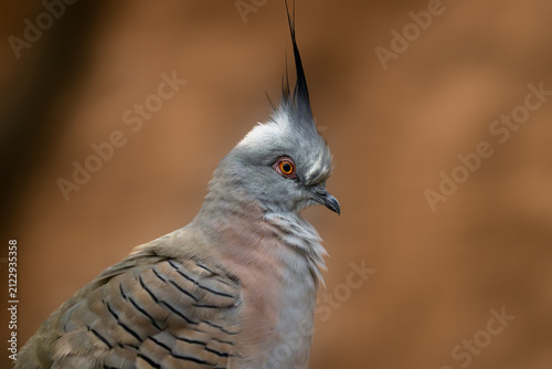 Crested pigeon (Ocyphaps lophotes), portrait of one of the most commonly kept pigeons on a brown background.