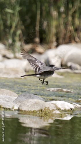 White wagtail standing on rocks beside Lake Constance in slow motion
