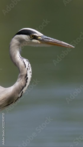 Heron with detailed features near water