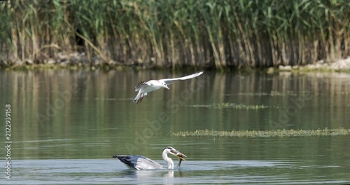 Gray heron steals fish as gull protests overhead