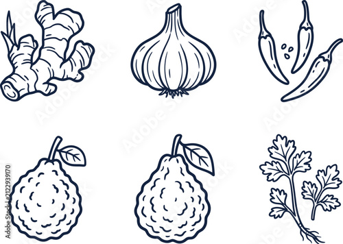 Fresh cooking ingredients doodle vector set, line art illustrations, ginger root, garlic bulb, red chili peppers, kaffir lime citrus fruits, coriander parsley leaves