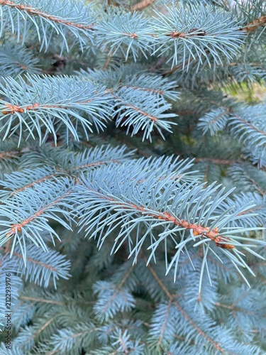 Fotografie Blue spruce branches close up
