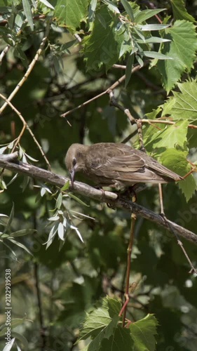 Bird foraging among leaves with slow motion details