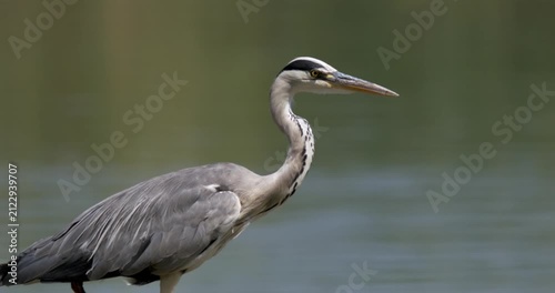 Heron standing near water in a natural setting
