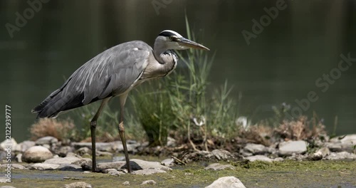 Slow motion heron walking on rocks near water with detailed movement