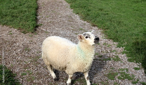 Bild auf Leinwand Mary had a little lamb - Fairy Fort Ringfort, Dingle, County Kerry, Ireland