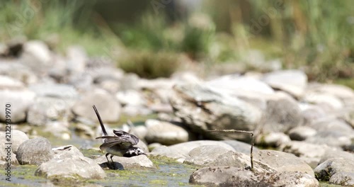 White wagtail foraging among rocks near Lake Constance