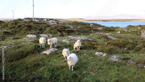 Foto Connemara Sheep, County Galway, Ireland