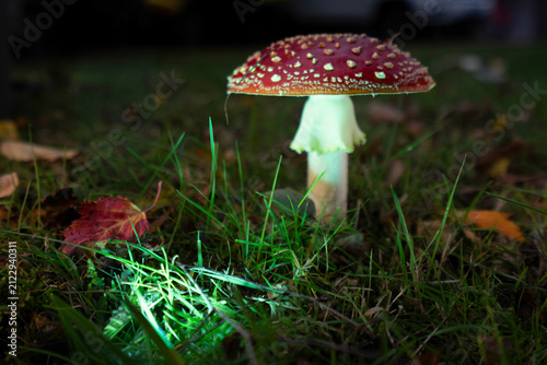 Fliegenpilz vor der Haustür