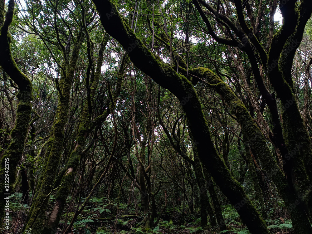 Fototapeta premium trees in the forest