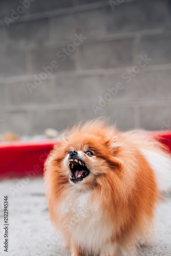 A Pomeranian dog barking