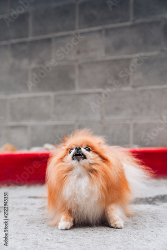 A Pomeranian dog barking