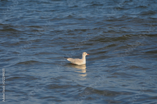 White seagull swimming calmly on rippling blue water, its white plumage and dark wingtips standing out against the ripples.Wild seagull, sea fauna ,birdwatching ,wildlife protection .
