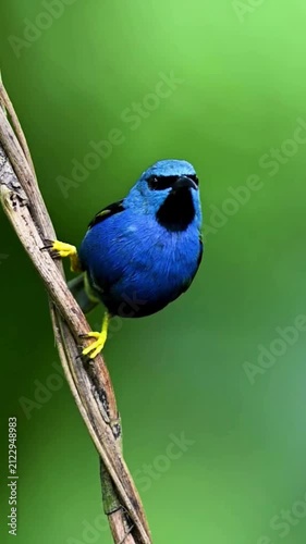 A beautiful Shining Honeycreeper perched on a thin tree branch