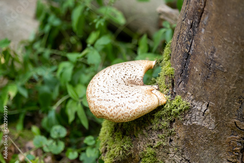 Dryad's Saddle fungus growing on a silver birch stump in woodland, close-up with selective focus, soft bokeh and natural forest background.
