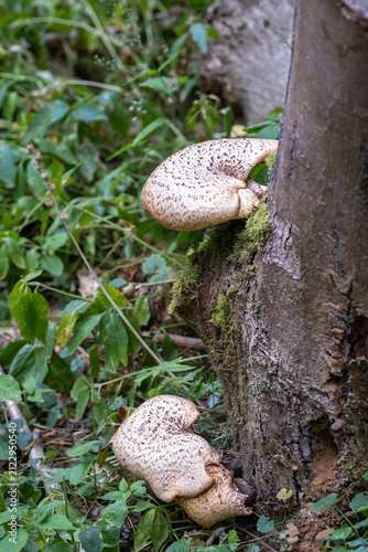 Dryad's Saddle fungus growing on a silver birch stump in woodland, close-up with selective focus, soft bokeh and natural forest background.