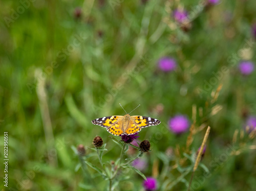 Painted lady butterfly basking on a sunlit thistle, wings open, close-up with selective focus, soft bokeh and natural background.