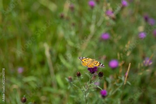 Painted lady butterfly basking on a sunlit thistle, wings open, close-up with selective focus, soft bokeh and natural background.