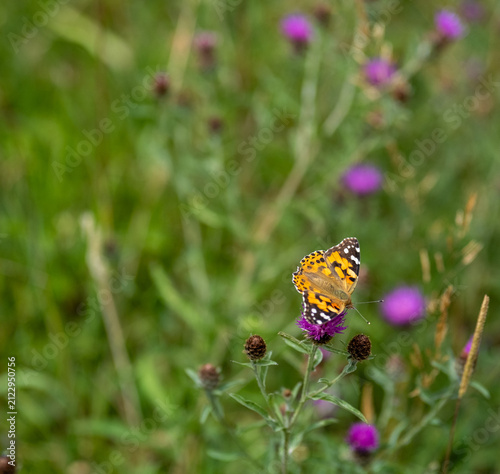 Painted lady butterfly basking on a sunlit thistle, wings open, close-up with selective focus, soft bokeh and natural background.