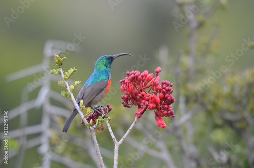 Fotografie Male Greater Double-collared Sunbird feeding on red Boer-bean flowers in Addo El