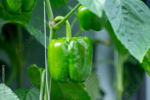Принти на полотні Growing of green or red bell sweet paprika  vegetables, rows of plants, processi