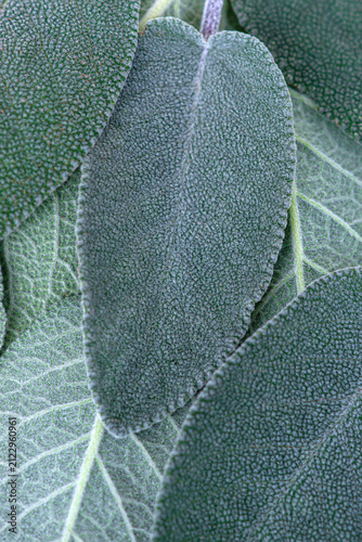 Obraz na plátne Full frame abstract background of organic fresh green sage leaves (Salvia officinalis)