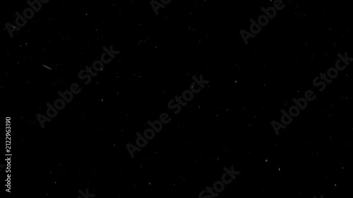 Flying Insects from Top View in Front Black Background