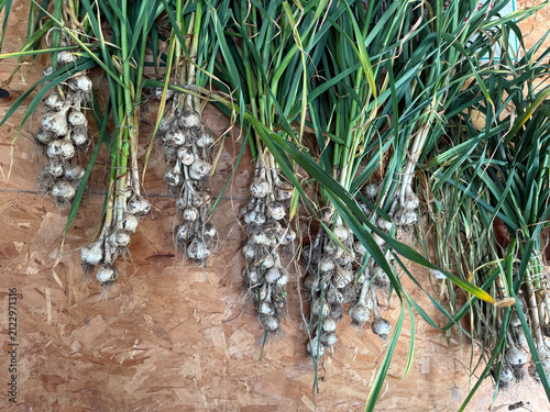 Drying Garlic
