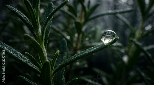 Water Drop On Rosemary Needle for Modern Commercial Marketing Background and Digital Creative