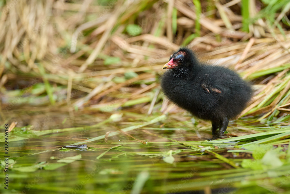Fototapeta premium Tiny Green Legged Partridge Chicks Hiding in Lush Green Reeds