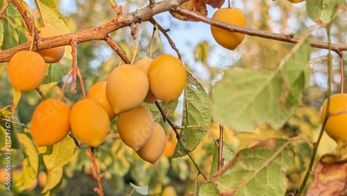 Fotografie Cluster of ripe yellow piums (Mirabelle) hanging on a tree branch in the garden