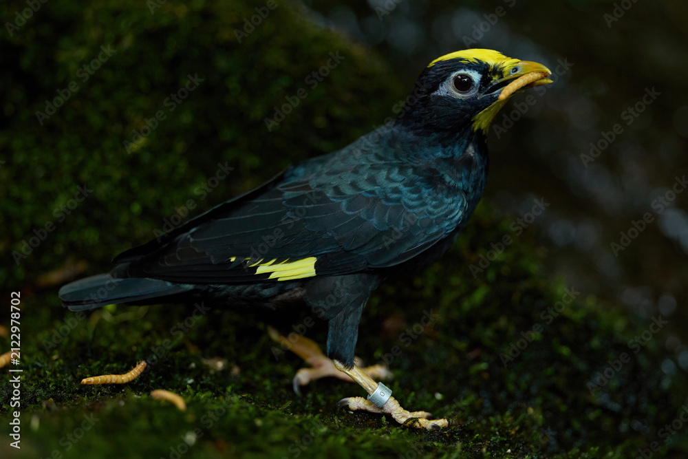 Fototapeta premium Golden crested Myna Perched on a Branch Inside a Spacious Aviary