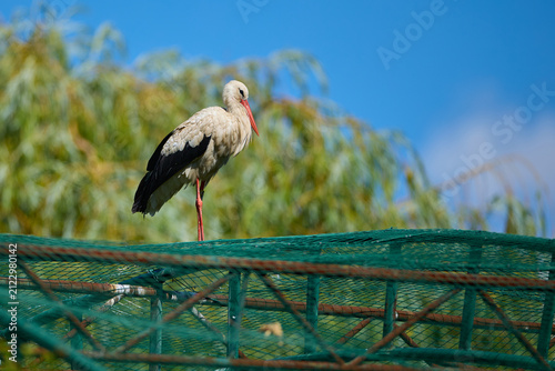 Obraz na plátne White Stork standing in real nature around living and nesting area