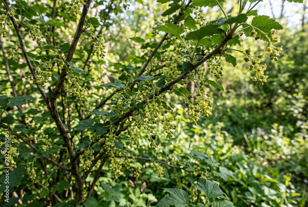 Obraz premium Flowering wild currant branch in spring forest