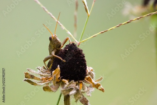 Foto grasshopper on a flower