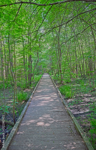 Boardwalk Through the Great Dismal Swamp
