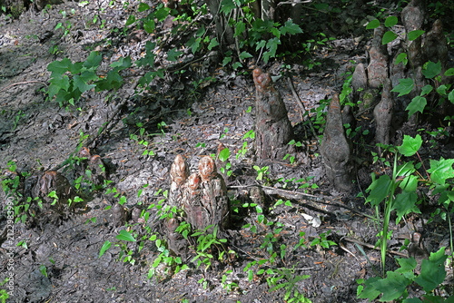 Bald Cypress Knees Protruding From the Soil