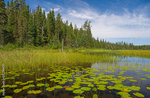 Grasses and Water Lily on a Remote Lake