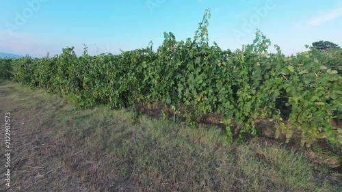 Slow Motion Wide Angle View of Lush Green Grapevines in a Vineyard