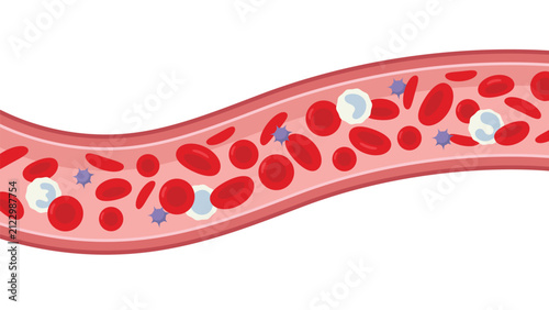 Blood cells flow in blood vessel. Vector medical illustration.
