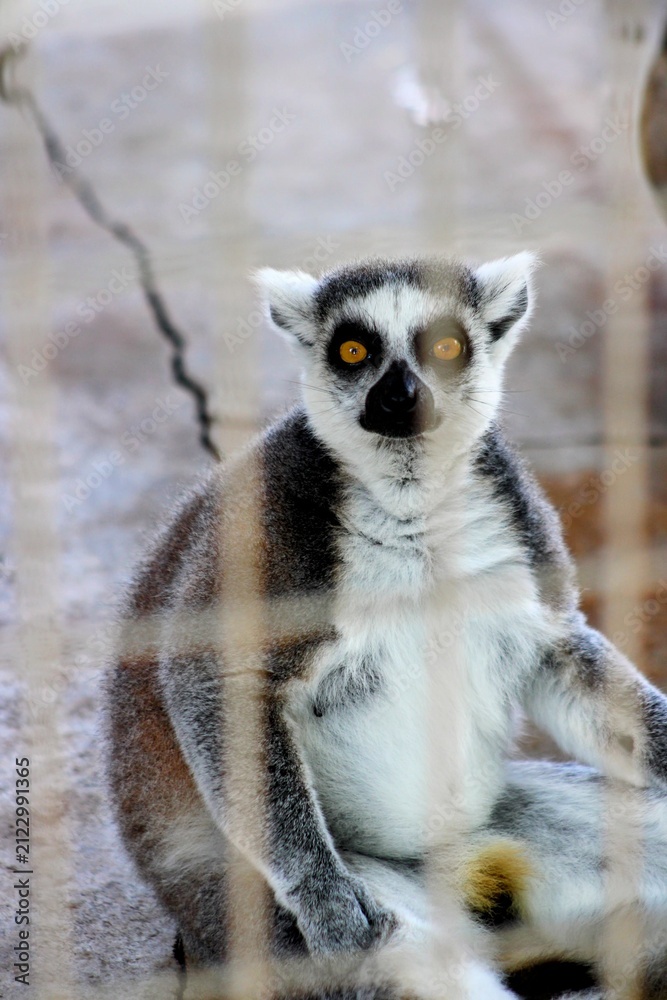 Fototapeta premium ring tailed lemur