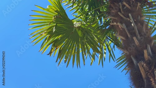Green fan palm trees against a clear blue sky viewed from low angle