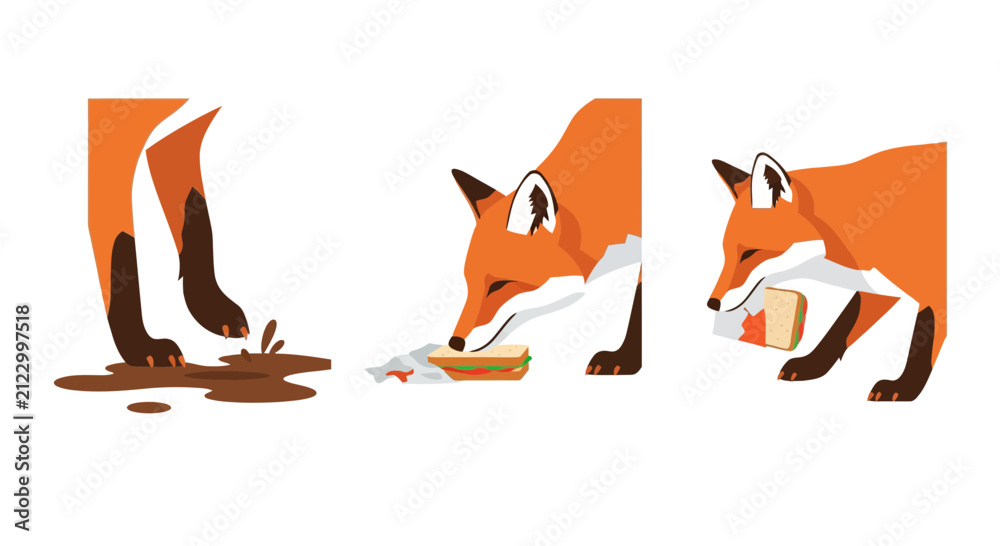 Fototapeta premium Red Fox Foraging and Stepping in Mud Puddle Flat Vector
