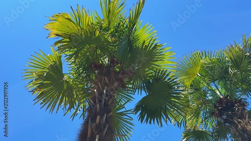Green fan palm trees against a blue sky viewed from low angle
