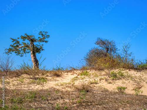Fony Baobab (Adansonia rubrostipa) along route Ancienne N9 from Toliara to Andavadoaka, Madagascar