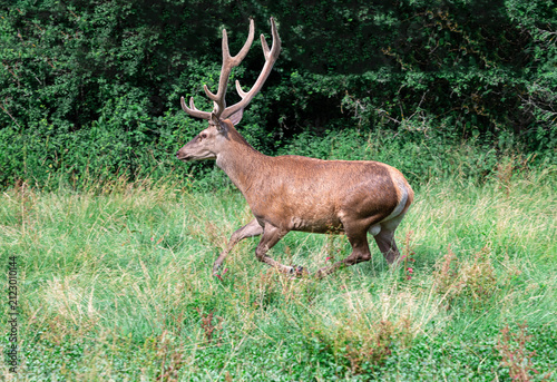 Stag Running in Field