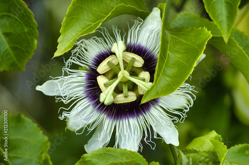 Exotic beauty of a blooming passion flower