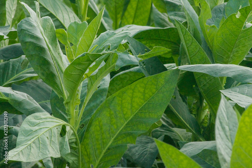 Green tobacco plants growing in agricultural plantation field	