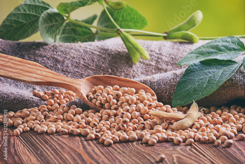 Soya beans scattered on the wooden table against the background of a branch young green pods soybean, closeup with selective focus